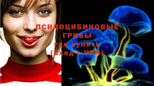 прущие грибы Каменск-Шахтинский